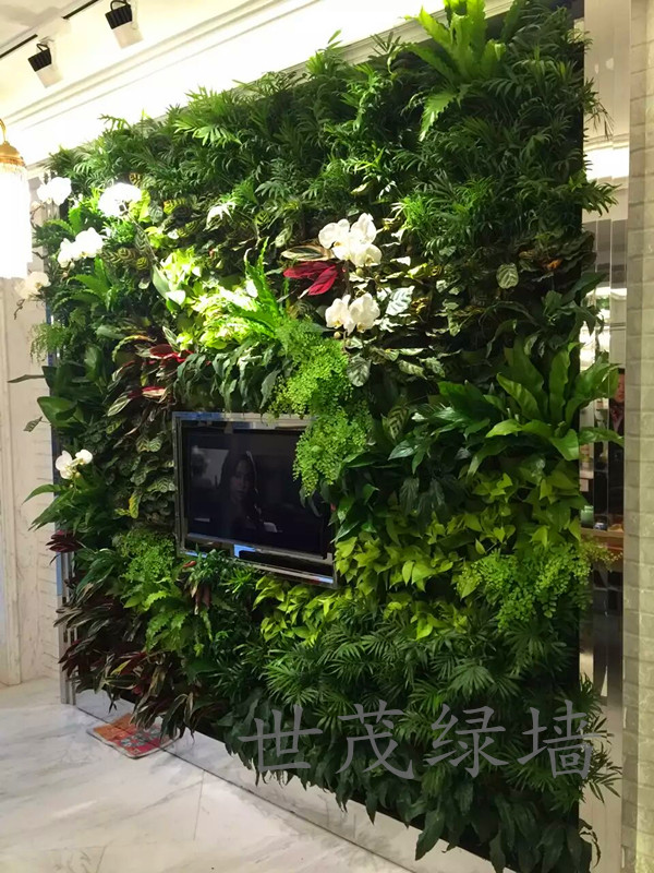 把植物墙请到家里来