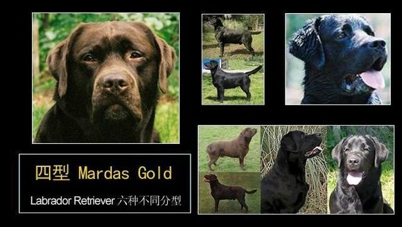 拉布拉多幼犬后腿正常形态,拉布拉多真有五种形态吗