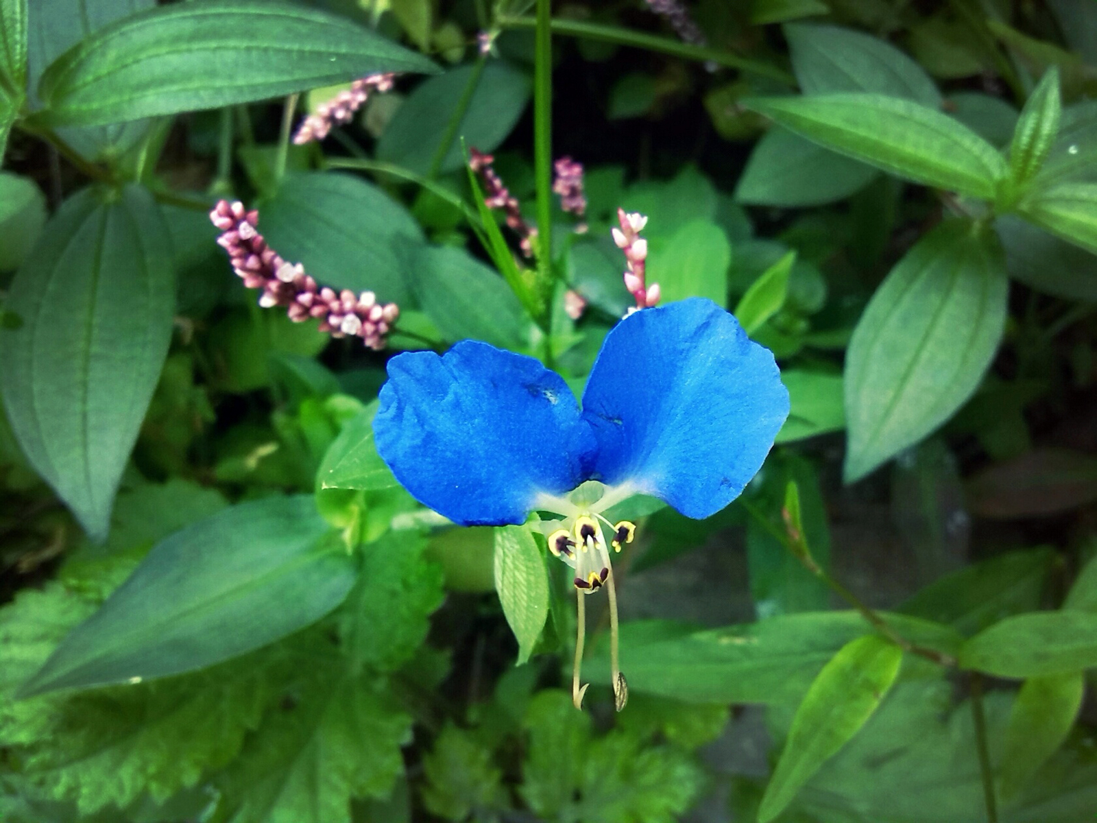 鸭跖草产地,鸭跖草百度