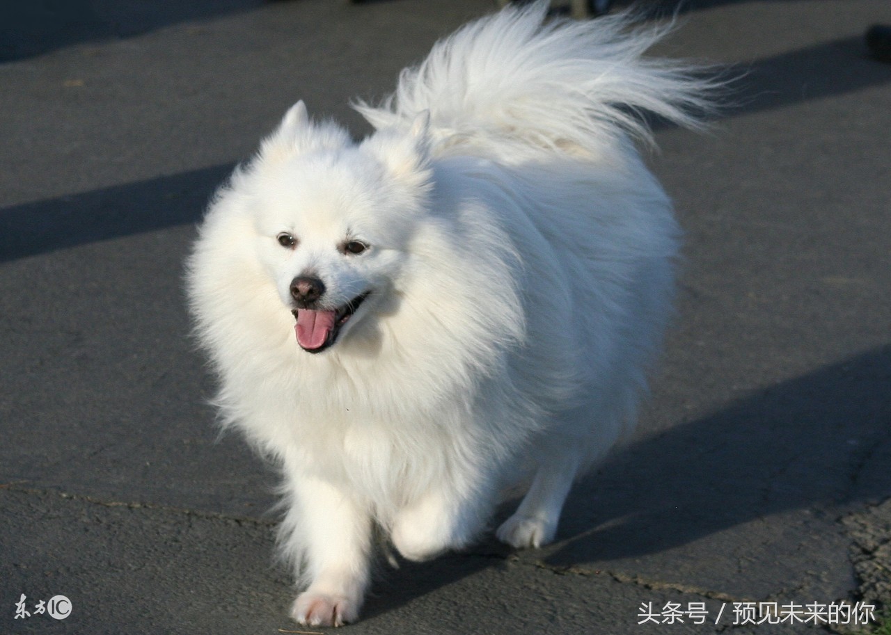 属狗的人几日出生最好命,属狗人各个时辰出生的运气