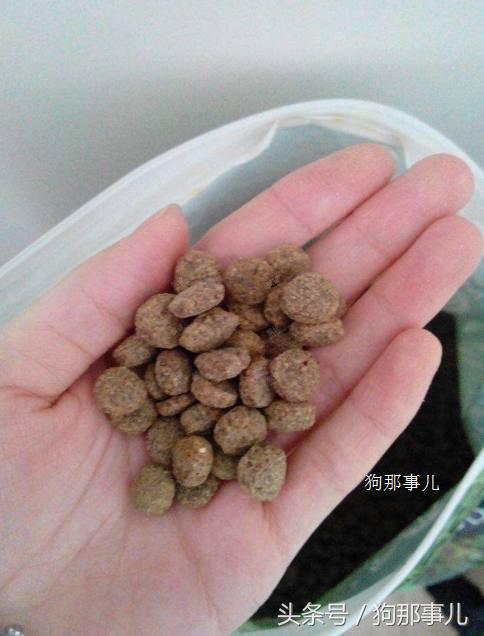 新手养狗必须要买什么狗粮,养狗需要买狗粮吗