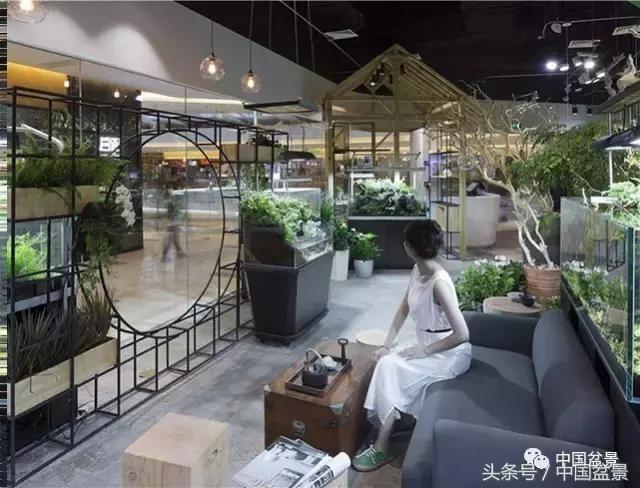 盆景的意境之美,优雅的盆景