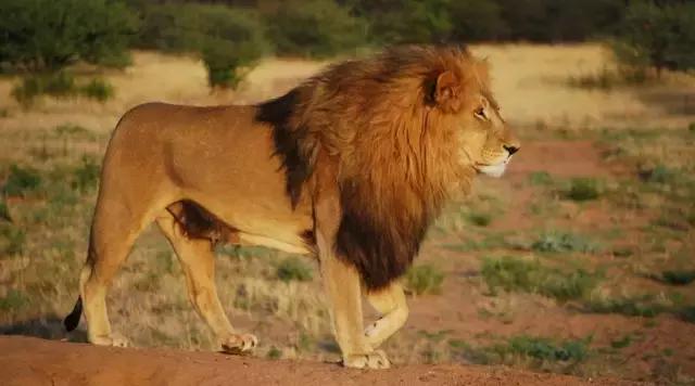 芒格人类错误认知倾向,芒格谈人性的视频