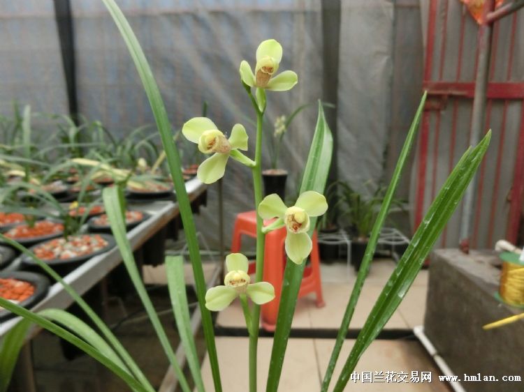 夏天建兰-四季魅力（绿光登）绝对经典的开品照片