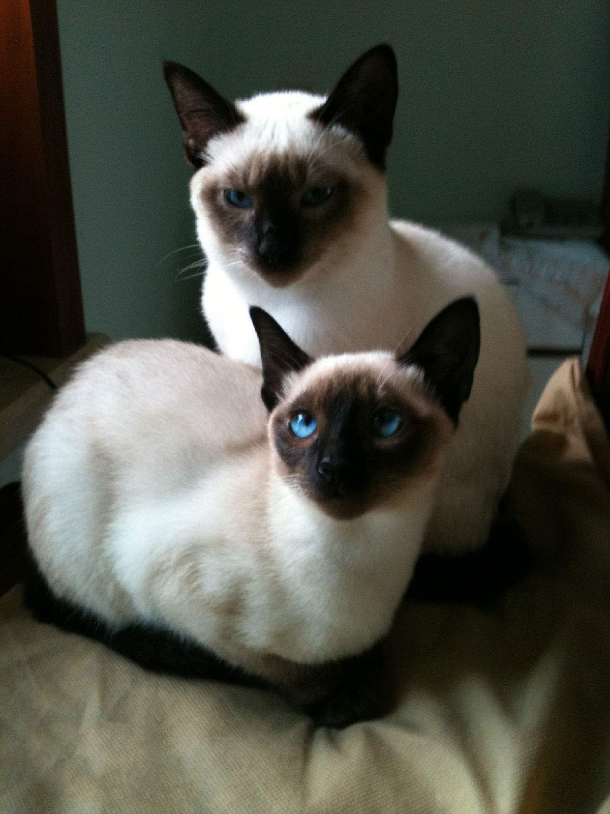 每日一猫暹罗猫,猫界保姆暹罗猫