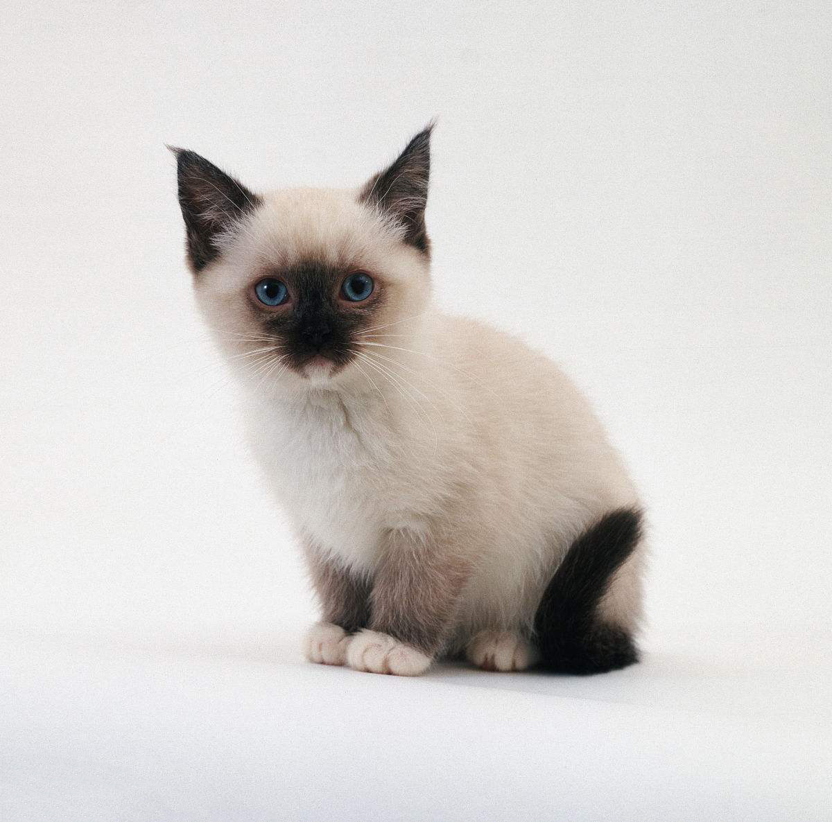 每日一猫暹罗猫,猫界保姆暹罗猫