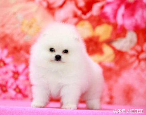 狗狗得了细小对小孩有什么危害,宠物狗的危害