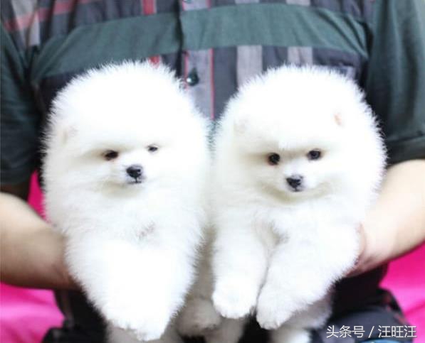 狗狗得了细小对小孩有什么危害,宠物狗的危害