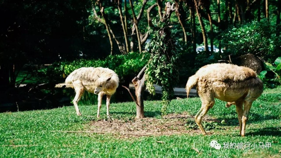 珠海长隆野生动物园旅游攻略,广州长隆自驾游旅游攻略