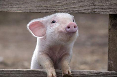 小猪腹泻和黄白痢的区别,小猪十天左右拉黄白痢怎么办