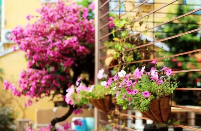 媲美鼓浪屿！深圳竟藏着一个文艺拍照圣地，海滨花火刷爆朋友圈！