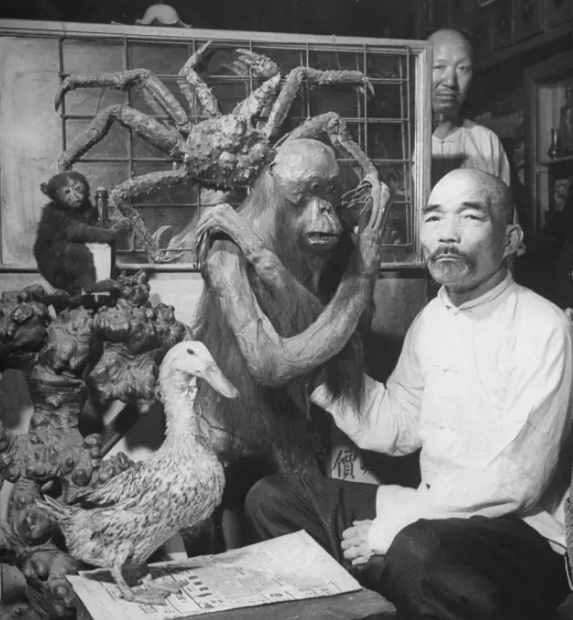 民国时期中药店,敢养这个动物,药店老板胆子太大了!