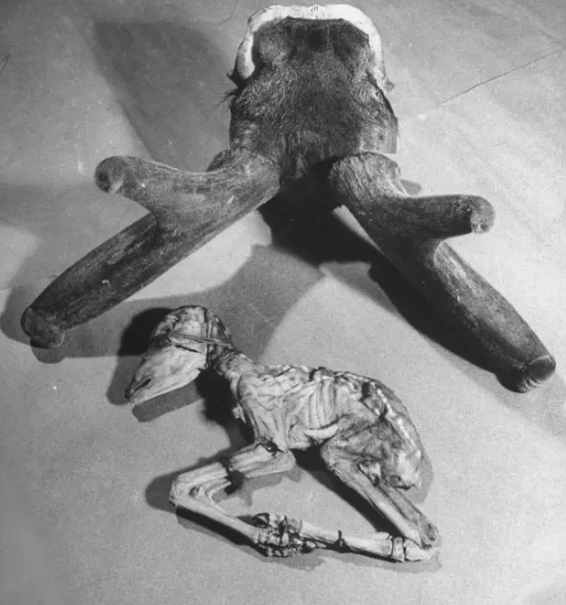 民国时期中药店,敢养这个动物,药店老板胆子太大了!