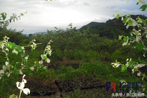 中药材的“明星”,小小白芨缘何受到市场热捧?|投融界专访曾新