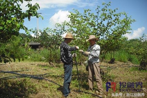 中药材的“明星”,小小白芨缘何受到市场热捧?|投融界专访曾新