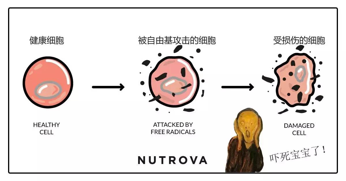 含有虾青素的狗粮幼犬,适合贵宾补钙的狗粮