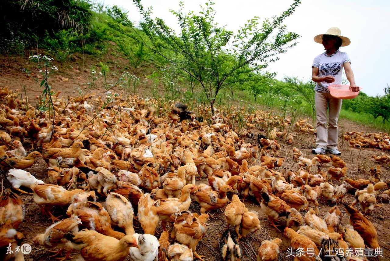 鸡产蛋鸡死病怎么治,鸡中暑的特效药