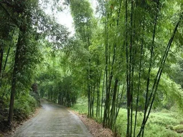 四川长宁竹海与赤水竹海,竹海风景区沐川