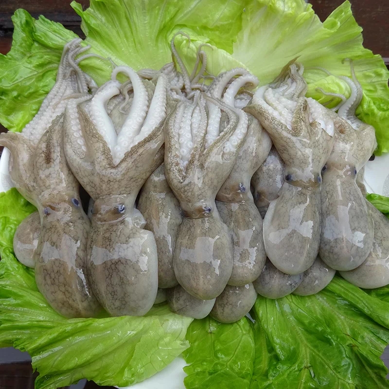 八爪鱼是鱿鱼还是墨鱼图片,墨鱼八爪鱼章鱼有什么区别