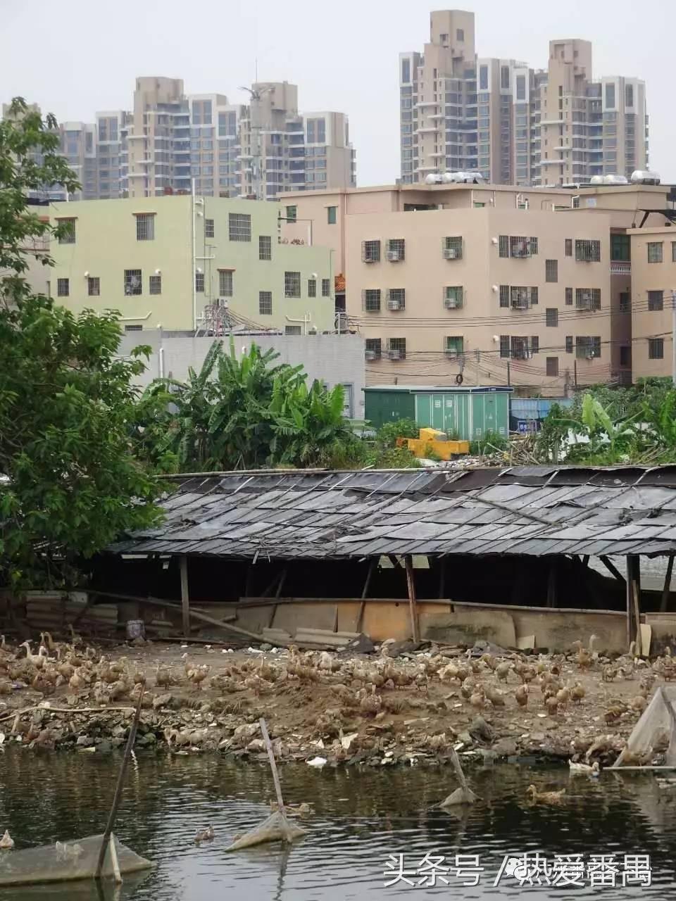 洛溪大桥为啥有个名字,洛溪大桥为什么叫洛溪大桥