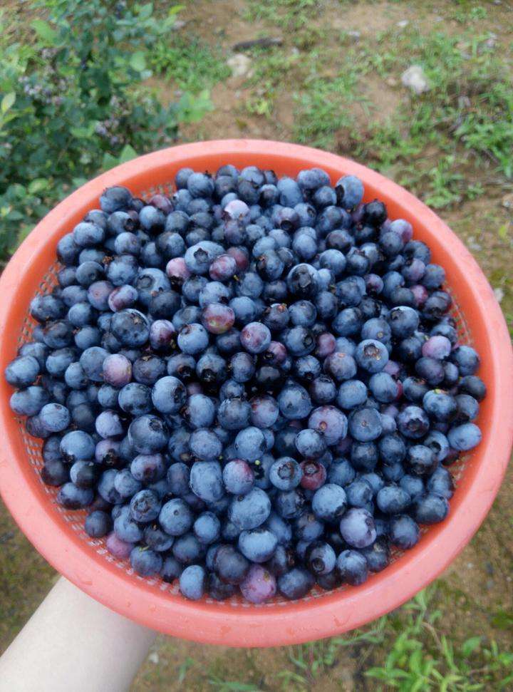 孩子喜欢酸酸甜甜的诱惑,对视力非常好的利智蓝莓