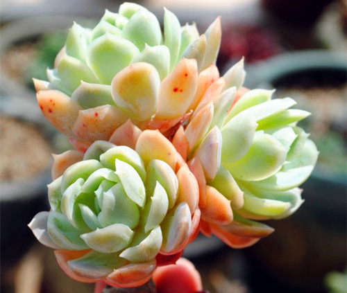 多肉植物需要怎么处理,多肉植物有枯叶怎么办