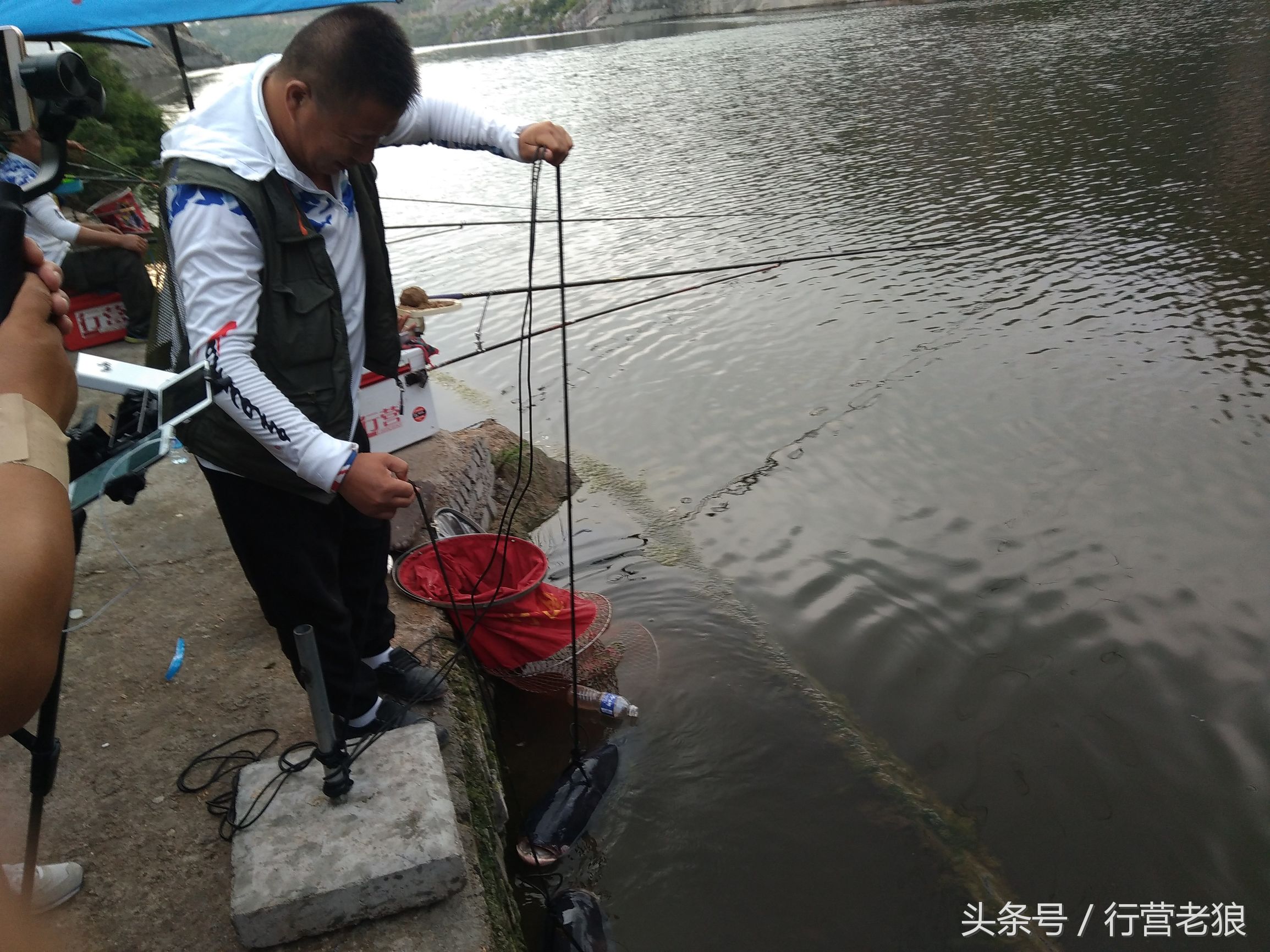 气温高钓鲢鳙为什么钓到小翘嘴,钓鲢鳙鱼气温下降怎样钓