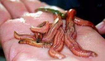 广东人天上飞的地上跑的,广东人吃天上飞的地上跑的能吃吗