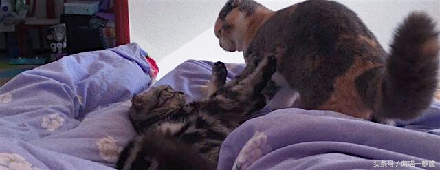 怎么辨别两只猫咪打架还是玩耍,多猫家庭怎么辨别猫尿