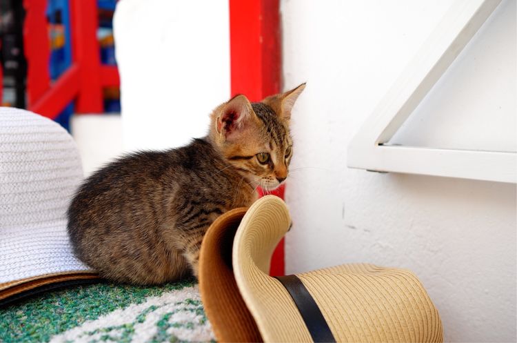 重温我的希腊旅游点滴,希腊旅游人生总要去一次