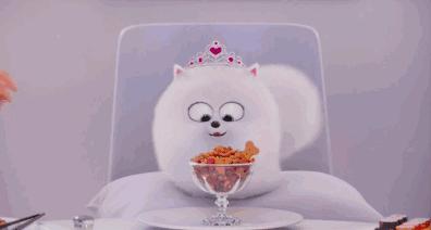 狗狗噎着吃什么可以缓解,如果狗狗卡住了还会吃得下东西吗