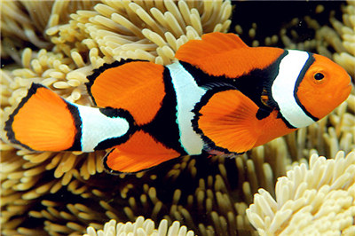 小丑鱼怎么养要准备什么,小丑鱼怎么养才能养得好