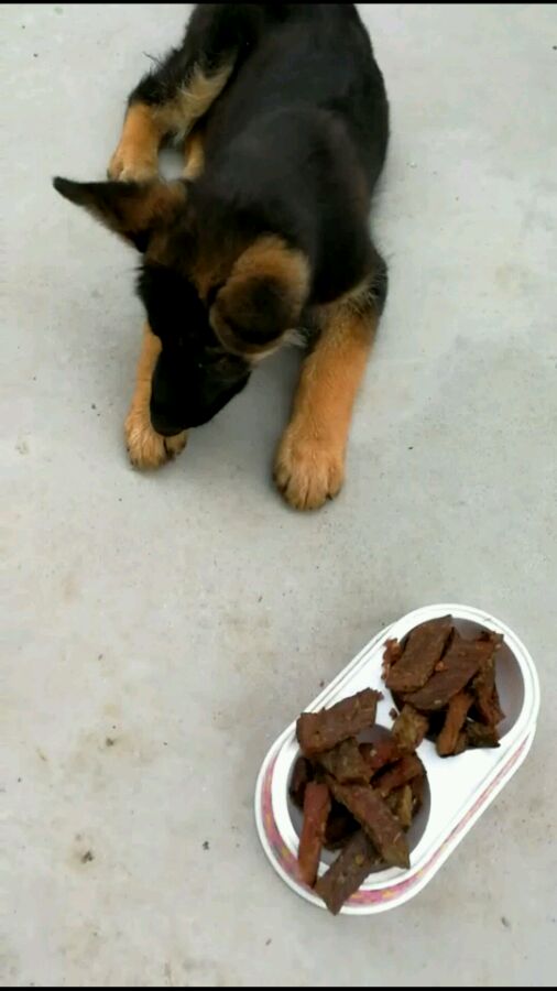 一只德牧从出生到长大的变化,平背短毛德牧幼犬1-12个月变化图