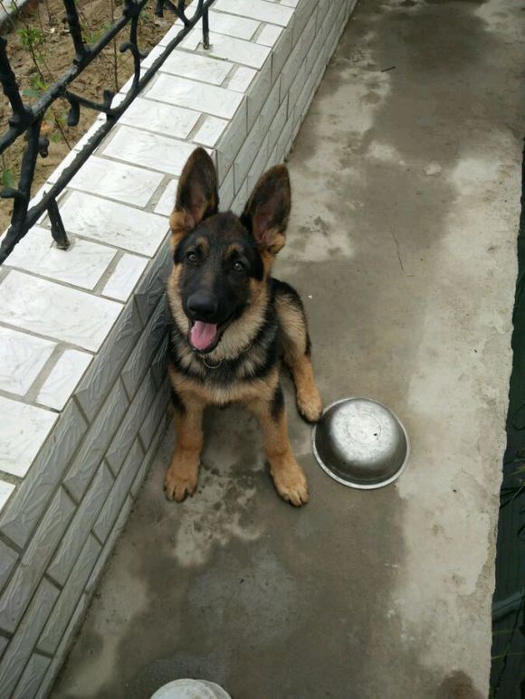 一只德牧从出生到长大的变化,平背短毛德牧幼犬1-12个月变化图