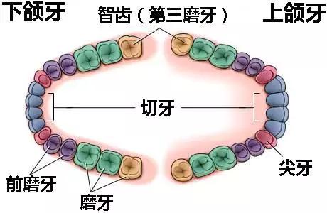 智齿到底要不要拔掉专家告诉你,80%的人智齿都需要拔除
