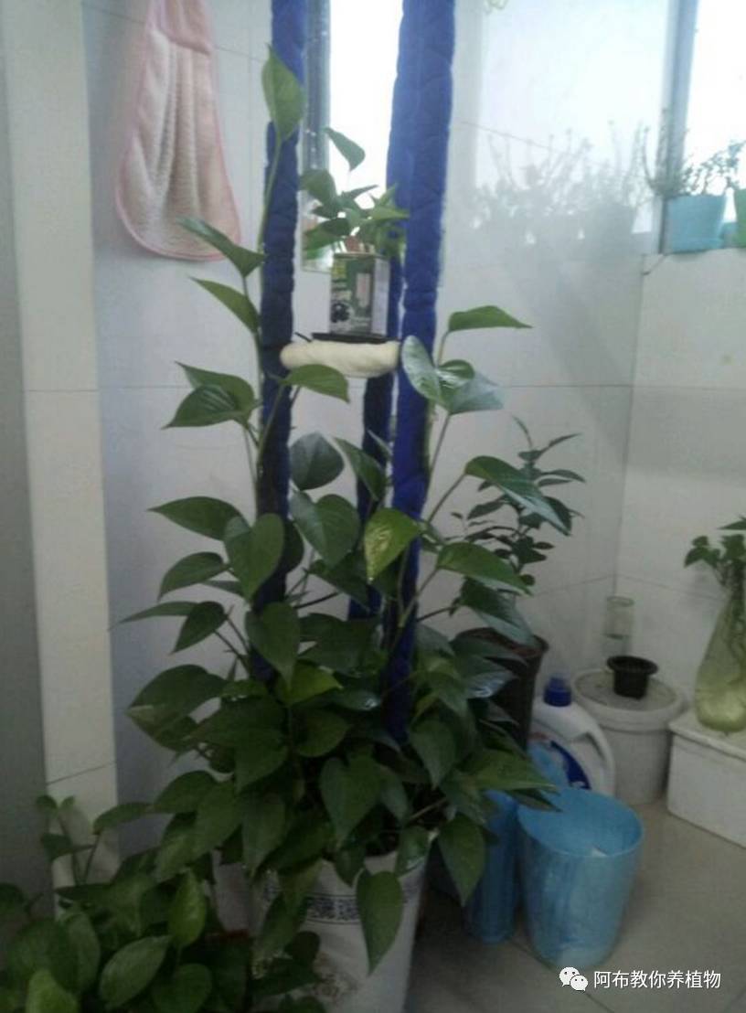 绿萝绿植怎么养活得快一点,绿萝绿植养护技巧图解大全