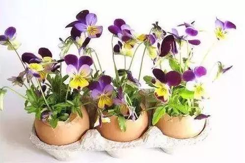 水养绿萝怎么用啤酒养,绿萝水养能用生根粉吗