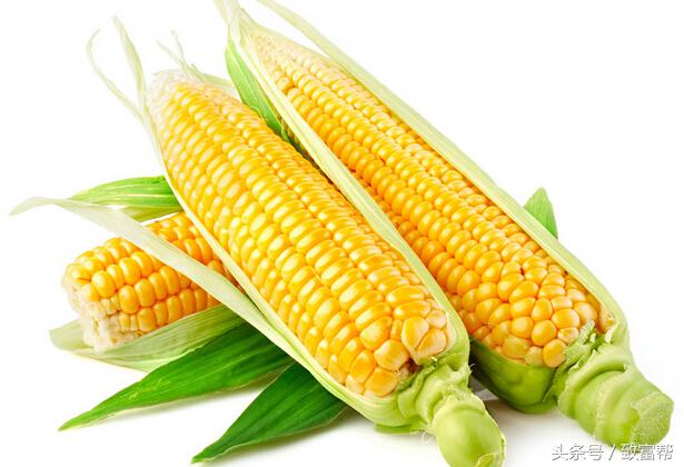 玉米的食用价值和经济价值,鲜玉米可食用部分有多少