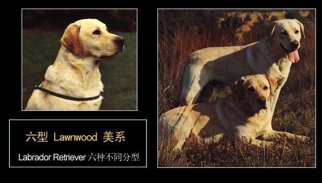 拉布拉多幼犬后腿正常形态,拉布拉多真有五种形态吗