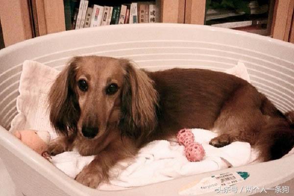 女子养了只贪吃腊肠有吃的都分给它，不听建议她在医院里后悔不迭