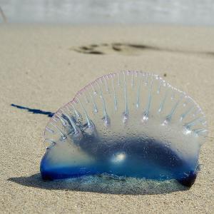 梦幻水母视频,梦幻般的水母真迷人