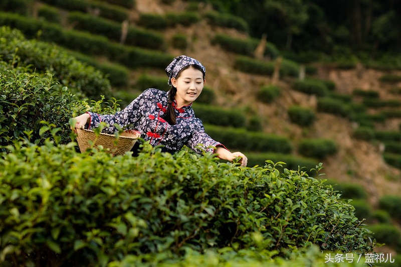 采茶姑娘迷人风采,采茶小妹高清大图