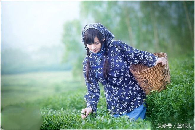 采茶姑娘迷人风采,采茶小妹高清大图