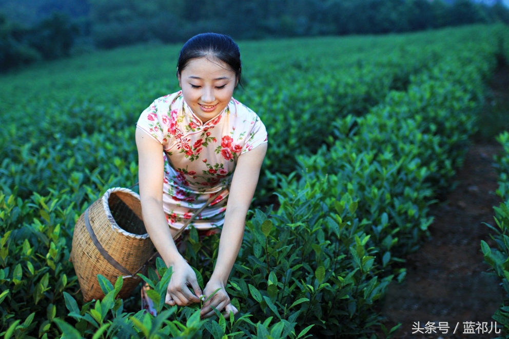 采茶姑娘迷人风采,采茶小妹高清大图