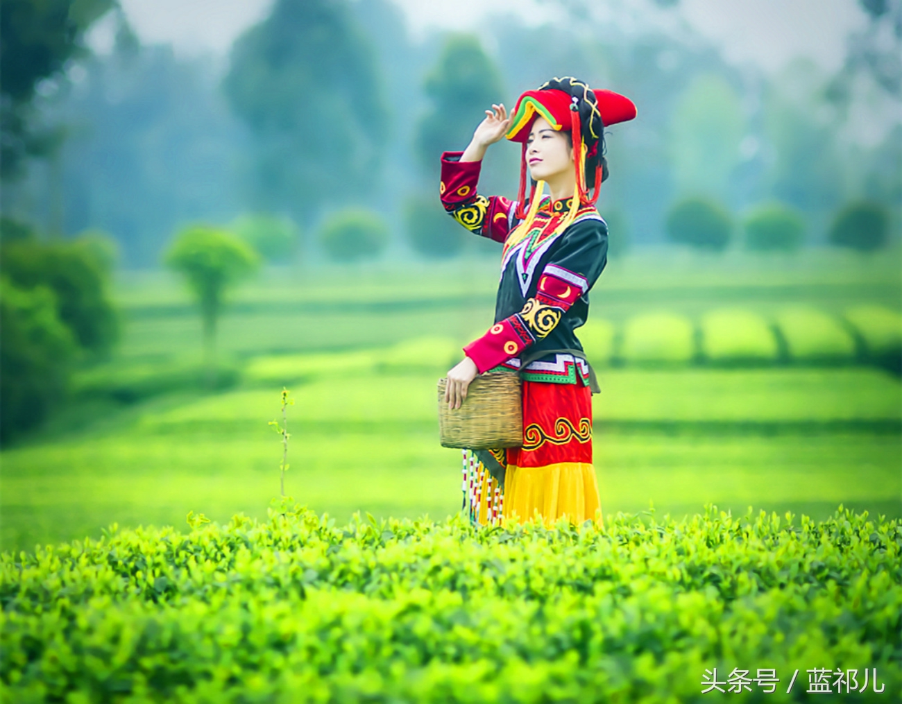 采茶姑娘迷人风采,采茶小妹高清大图