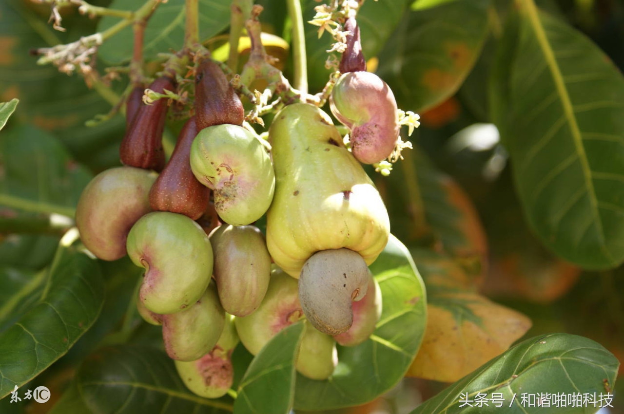 预防疾病的健康长寿食物,4种公认的长寿食物你知道几个