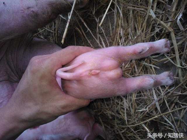 罕见母猪18天产两窝猪仔,广西扶绥县母猪