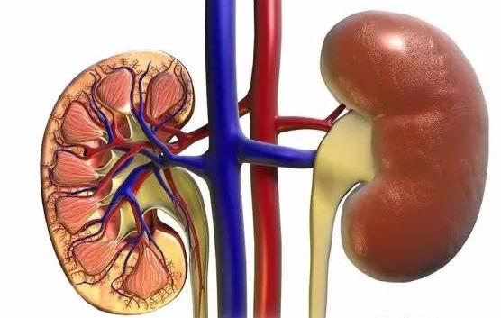 过敏性紫癜的正确治疗方法是什么,中医治疗过敏性紫癜的机理