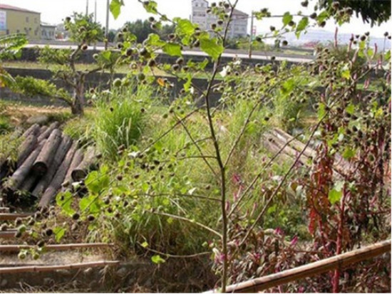 能印花还能治病的“磨盘草”,村里女孩拿它当耳环带