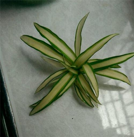 怎样水培吊兰扦插,水培吊兰怎样才能长的更快